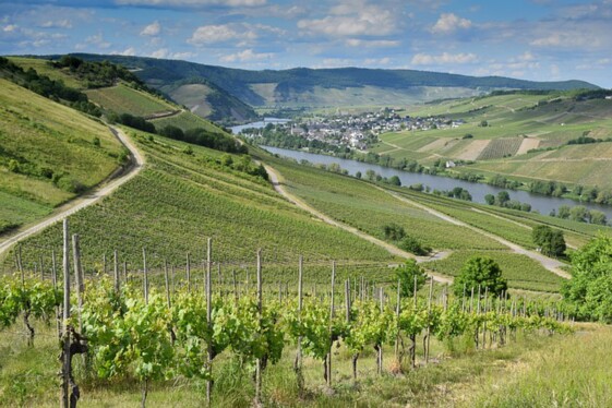 Weinberge Südwest Deutschland Weinberge